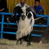 bos.domba29