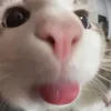 masterchift7