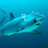 threshing.threshershark
