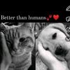 salman.amin939