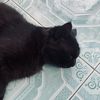 afackrizal