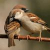 birdshelpanimals810