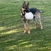 Sisko the GSD