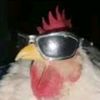 randomchickenfan