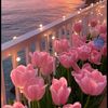 tulipanes270