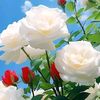 sadikul.islam.faha