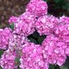 winterroses34