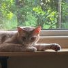 catsmeow330