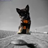 nova.shepsky2