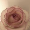 princessmrro