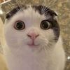 cats.are.funny_