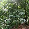chinaider.hyacint3