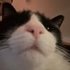morkdud