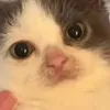 5k.followers.cat