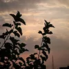 .purtiy
