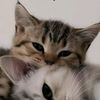 samah.dodo2