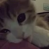 slztface26