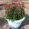 Plants Lovers Dubai