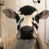 cow47570