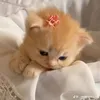 ckzycuti_09