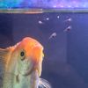 aquatic_creationz