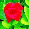 nazl6513