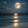 moonrays183