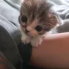 krolikbess