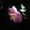 harmony_clouvie