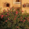 joudy.hegazy