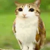 cheskaiscool