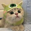 Dunia Kucing