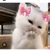mimisurroblox