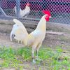 bbychicken01