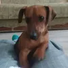 maseneepvoe