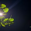 sohana_0097