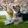 milly_hund_