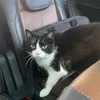 cats.are.cute.xxx