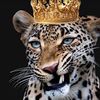 nour.omara64