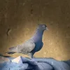 ksjs.kdsj