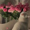 amoni_590