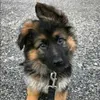straydogx1
