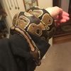 loganjohnson580