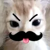 chocobom562
