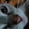 simba_1203