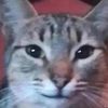 sillygoober18951