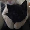 kittyman408