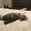 littlefatstinker