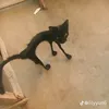 blackgokusuppersayanss3