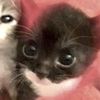 miaw_miaw107